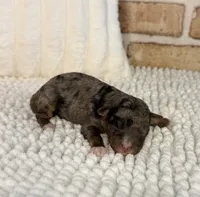 Tipsy, a female Miniature Bernedoodle and Miniature Aussiedoodle for sale in Dayton, OH – 1 of 3