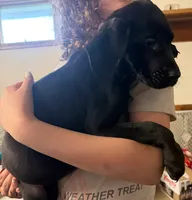 Venus, a female Great Dane and English Mastiff for sale in Dayton, OH – 1 of 1