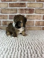 AKC Wrangler, a male Poodle - Toy  for sale in Dayton, OH – 8 of 9