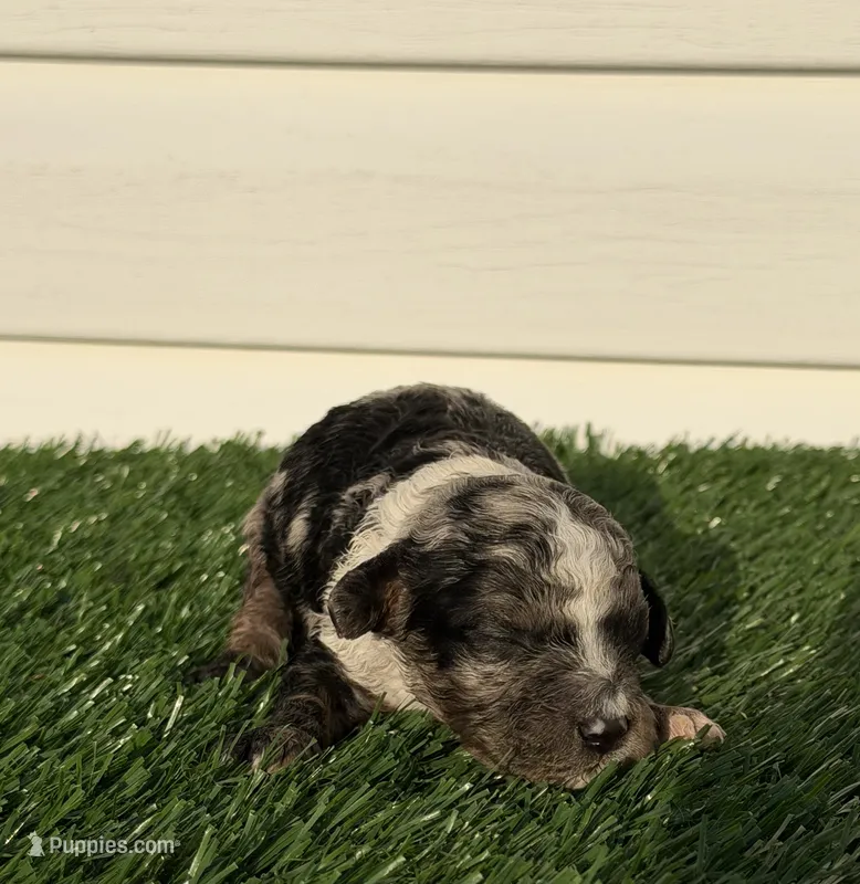 Merle Boy 1 – Poodle - Miniature  puppy for sale in Dayton, OH