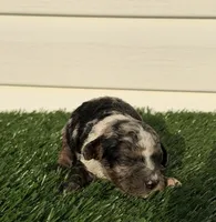 Macchiato, a male Poodle - Miniature  for sale in Dayton, OH – 2 of 8