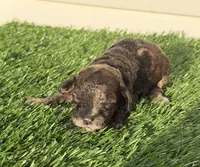 Mocha, a female Poodle - Miniature  for sale in Dayton, OH – 2 of 9