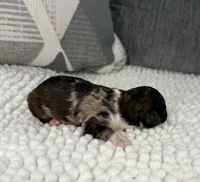 AKC Brindle Merle, a male Poodle - Toy  for sale in Dayton, OH – 9 of 9