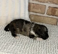 AKC Brindle Merle, a male Poodle - Toy  for sale in Dayton, OH – 3 of 9