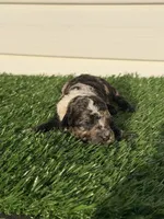 Matcha, a female Poodle - Miniature  for sale in Dayton, OH – 5 of 10