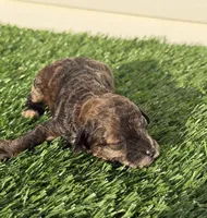 Mocha, a female Poodle - Miniature  for sale in Dayton, OH – 3 of 9