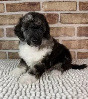 AKC Wilder, a male Poodle - Toy  for sale in Dayton, OH – 2 of 7