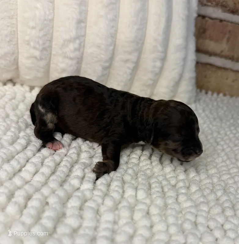 Sable Merle Girl – Poodle - Miniature  puppy for sale in Dayton, OH