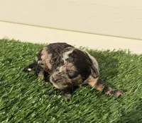 Matcha, a female Poodle - Miniature  for sale in Dayton, OH – 3 of 10