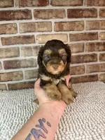 Tootsie, a female Miniature Bernedoodle and Miniature Aussiedoodle for sale in Dayton, OH – 5 of 7