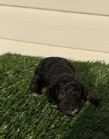 Merida, a female Poodle - Miniature  for sale in Dayton, OH – 3 of 9
