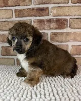 AKC Wrangler, a male Poodle - Toy  for sale in Dayton, OH – 5 of 9