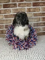 AKC Wilder, a male Poodle - Toy  for sale in Dayton, OH – 5 of 5