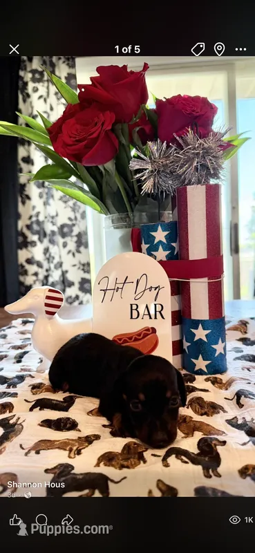 Dahlia  – Miniature Dachshund puppy for sale in Dayton, OH