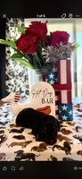 Dahlia , a female Miniature Dachshund for sale in Dayton, OH – 1 of 1