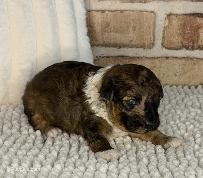 AKC Sable Merle – Poodle - Toy  puppy for sale in Dayton, OH