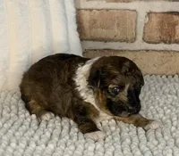 AKC Sable Merle, a male Poodle - Toy  for sale in Dayton, OH – 1 of 8