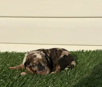Mochaccino, a male Poodle - Miniature  for sale in Dayton, OH – 3 of 9