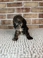 Mocha, a female Poodle - Miniature  for sale in Dayton, OH – 5 of 9