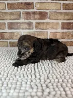 Mocha, a female Poodle - Miniature  for sale in Dayton, OH – 2 of 9