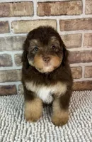 Tootsie, a female Miniature Bernedoodle and Miniature Aussiedoodle for sale in Dayton, OH – 3 of 7
