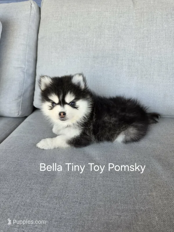 Tiny Toy Bella – Pomsky puppy for sale in Burton, MI