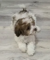 Richie Rich, a male Shihpoo for sale in Burton, MI – 2 of 8