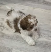 Richie Rich, a male Shihpoo for sale in Burton, MI – 7 of 8