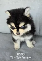 Tiny Toy Benny Ready now!! , a male Pomsky for sale in Burton, MI – 2 of 5