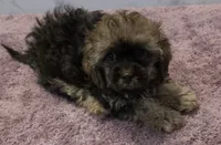 Alfie, a male Shihpoo for sale in Burton, MI – 2 of 5