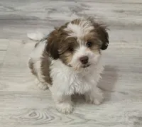 Richie Rich, a male Shihpoo for sale in Burton, MI – 4 of 8