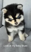 Tiny Toy Benny Ready now!! , a male Pomsky for sale in Burton, MI – 4 of 5