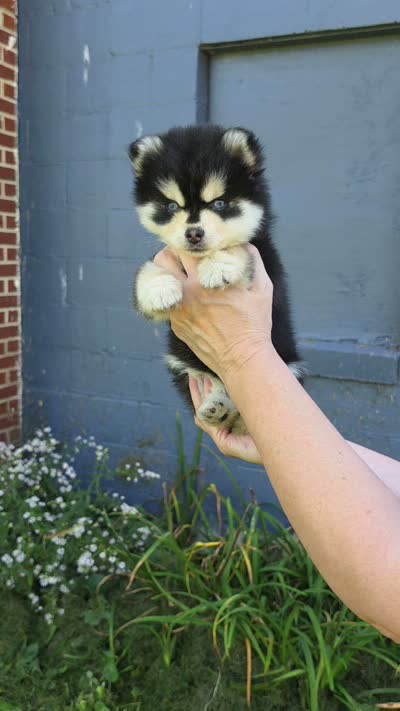 Tiny Toy Benny Ready now!! , a male Pomsky for sale in Burton, MI – 5 of 5