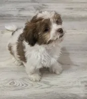 Richie Rich, a male Shihpoo for sale in Burton, MI – 5 of 8