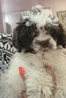 Jack Jack, a male Shihpoo for sale in Burton, MI – 3 of 5