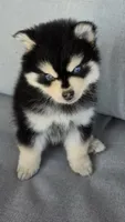 Tiny Toy Benny Ready now!! , a male Pomsky for sale in Burton, MI – 3 of 5