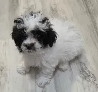 Jack Jack, a male Shihpoo for sale in Burton, MI – 2 of 5