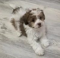 Richie Rich, a male Shihpoo for sale in Burton, MI – 8 of 8