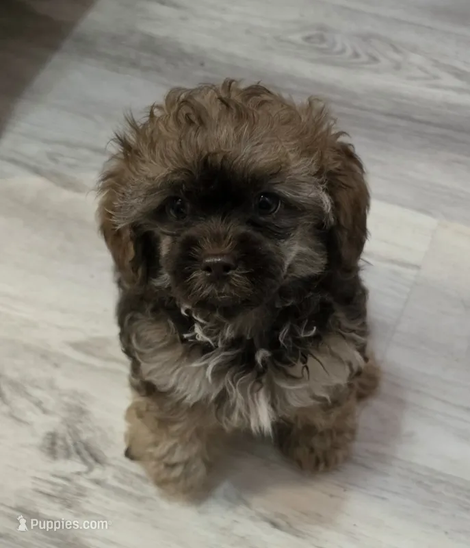 Alfie – Shihpoo puppy for sale in Burton, MI