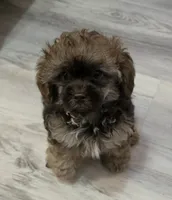 Alfie, a male Shihpoo for sale in Burton, MI – 1 of 5