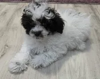 Jack Jack, a male Shihpoo for sale in Burton, MI – 4 of 5