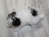 Jack Jack, a male Shihpoo for sale in Burton, MI – 5 of 5