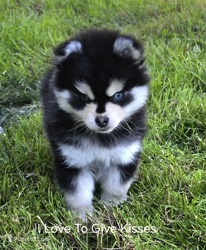 Tiny Toy Benny – Pomsky puppy for sale in Burton, MI