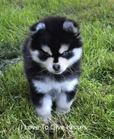 Tiny Toy Benny Ready now!! , a male Pomsky for sale in Burton, MI – 1 of 5