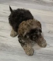 Alfie, a male Shihpoo for sale in Burton, MI – 4 of 5