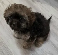 Alfie, a male Shihpoo for sale in Burton, MI – 5 of 5
