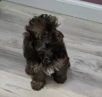 Kit Kat, a male Shihpoo for sale in Burton, MI – 2 of 5