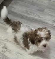 Richie Rich, a male Shihpoo for sale in Burton, MI – 6 of 8