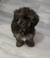 Kit Kat, a male Shihpoo for sale in Burton, MI – 3 of 5