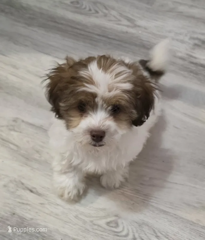 Richie Rich – Shihpoo puppy for sale in Burton, MI